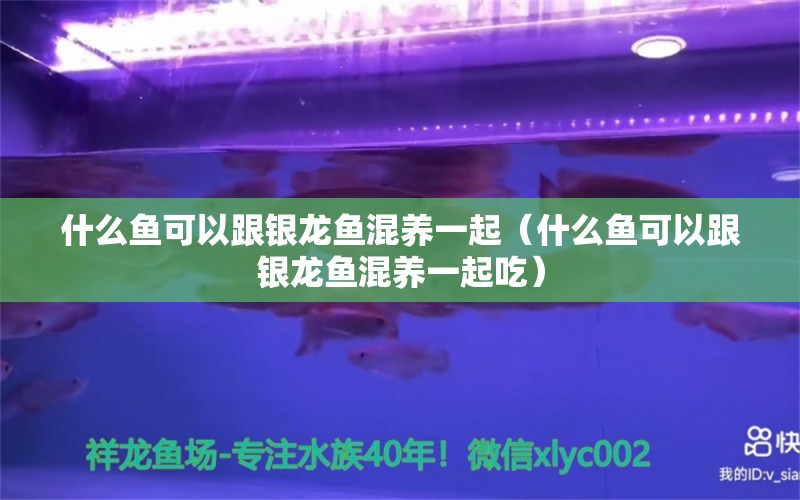 什么魚可以跟銀龍魚混養(yǎng)一起（什么魚可以跟銀龍魚混養(yǎng)一起吃）