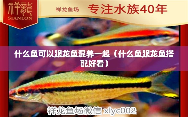 什么魚可以跟龍魚混養(yǎng)一起（什么魚跟龍魚搭配好看）