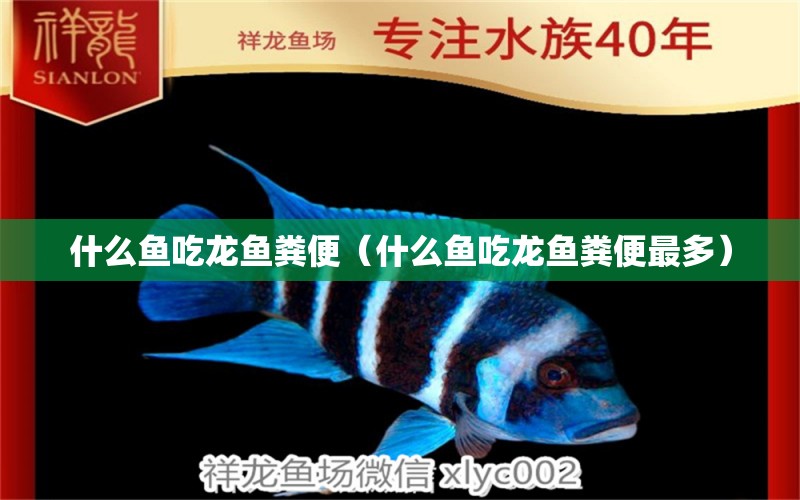 什么魚吃龍魚糞便（什么魚吃龍魚糞便最多）