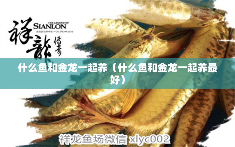 什么魚(yú)和金龍一起養(yǎng)（什么魚(yú)和金龍一起養(yǎng)最好） 廣州龍魚(yú)批發(fā)市場(chǎng)