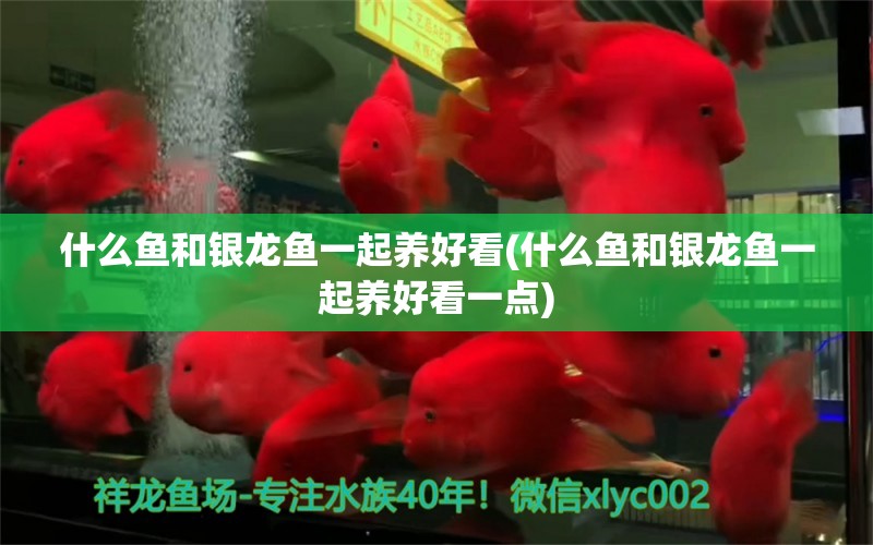 什么魚和銀龍魚一起養(yǎng)好看(什么魚和銀龍魚一起養(yǎng)好看一點) 銀龍魚