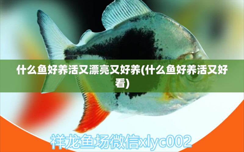 什么魚好養(yǎng)活又漂亮又好養(yǎng)(什么魚好養(yǎng)活又好看) 鸚鵡魚