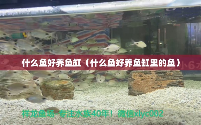 什么魚好養(yǎng)魚缸（什么魚好養(yǎng)魚缸里的魚）