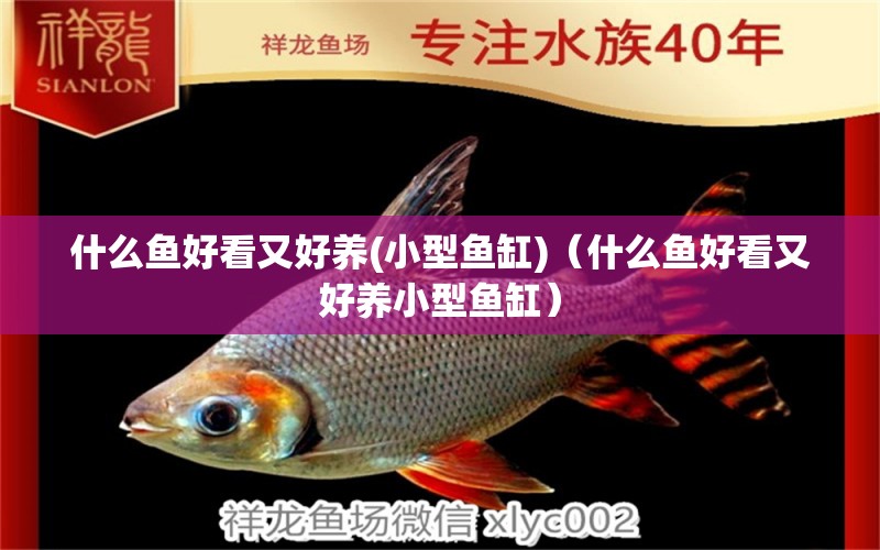 什么魚好看又好養(yǎng)(小型魚缸)（什么魚好看又好養(yǎng)小型魚缸） 量子養(yǎng)魚技術(shù)