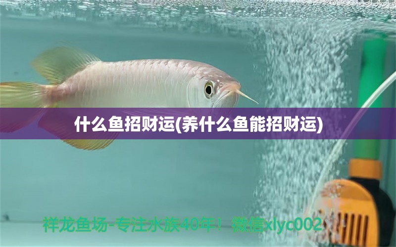 什么魚招財運(養(yǎng)什么魚能招財運) 青龍魚