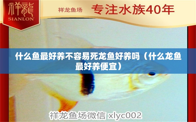 什么魚最好養(yǎng)不容易死龍魚好養(yǎng)嗎（什么龍魚最好養(yǎng)便宜）