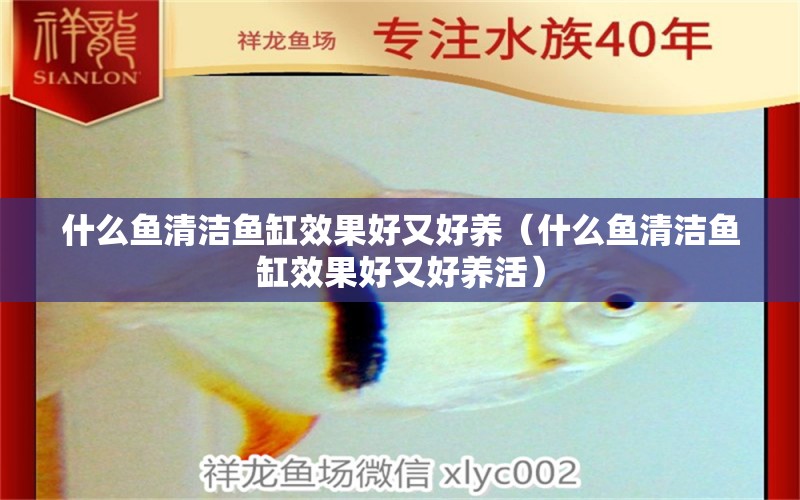 什么魚清潔魚缸效果好又好養(yǎng)（什么魚清潔魚缸效果好又好養(yǎng)活） 野彩魚