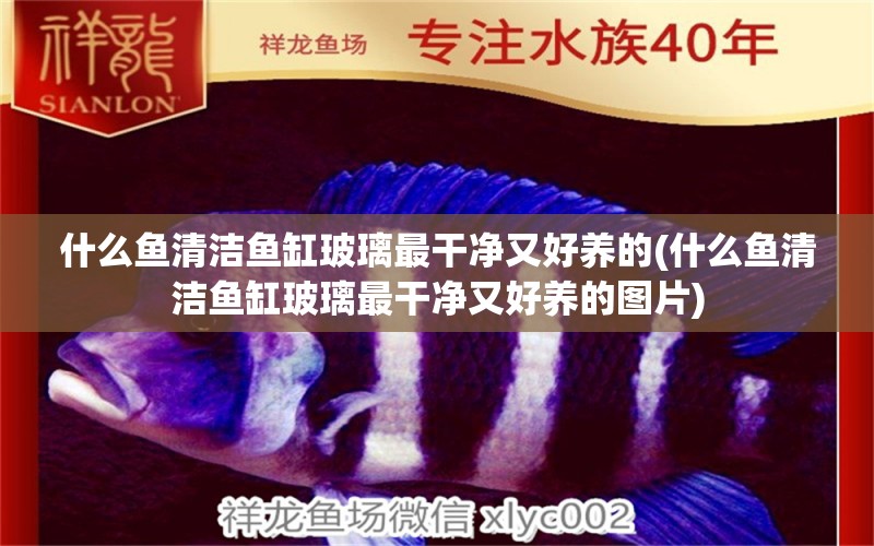 什么魚清潔魚缸玻璃最干凈又好養(yǎng)的(什么魚清潔魚缸玻璃最干凈又好養(yǎng)的圖片) 刀魚魚