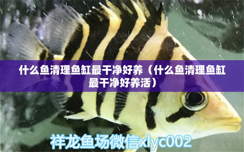 什么魚清理魚缸最干凈好養(yǎng)（什么魚清理魚缸最干凈好養(yǎng)活） 肺魚