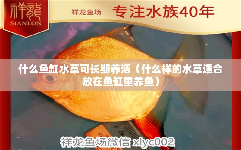 什么魚(yú)缸水草可長(zhǎng)期養(yǎng)活（什么樣的水草適合放在魚(yú)缸里養(yǎng)魚(yú)） 黃金招財(cái)貓魚(yú)