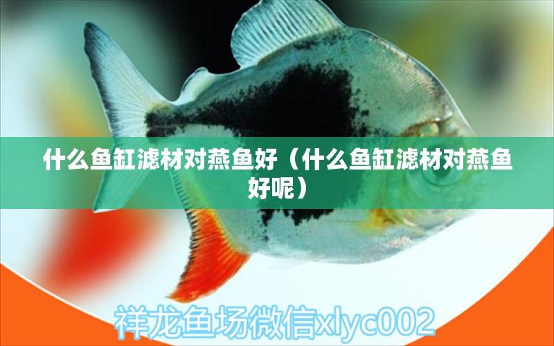 什么魚缸濾材對燕魚好（什么魚缸濾材對燕魚好呢）