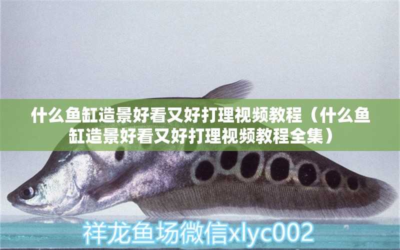 什么魚(yú)缸造景好看又好打理視頻教程（什么魚(yú)缸造景好看又好打理視頻教程全集） 紅龍福龍魚(yú)