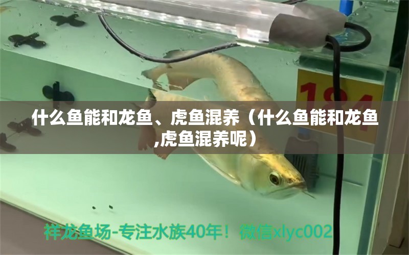 什么魚能和龍魚、虎魚混養(yǎng)（什么魚能和龍魚,虎魚混養(yǎng)呢）