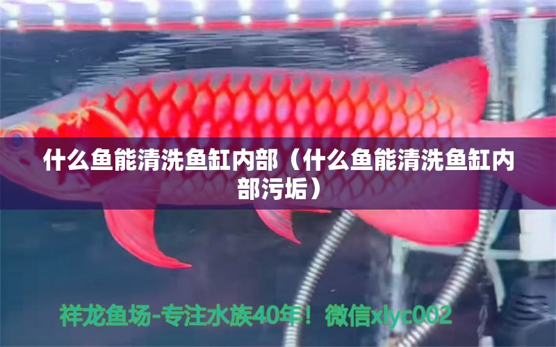 什么魚能清洗魚缸內(nèi)部（什么魚能清洗魚缸內(nèi)部污垢）