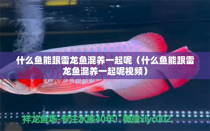 什么魚能跟雷龍魚混養(yǎng)一起呢（什么魚能跟雷龍魚混養(yǎng)一起呢視頻） 廣州龍魚批發(fā)市場