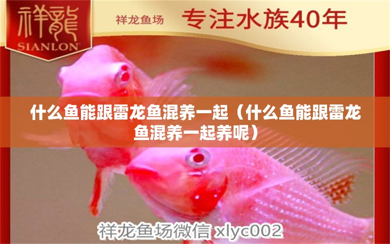 什么魚能跟雷龍魚混養(yǎng)一起（什么魚能跟雷龍魚混養(yǎng)一起養(yǎng)呢） 廣州龍魚批發(fā)市場