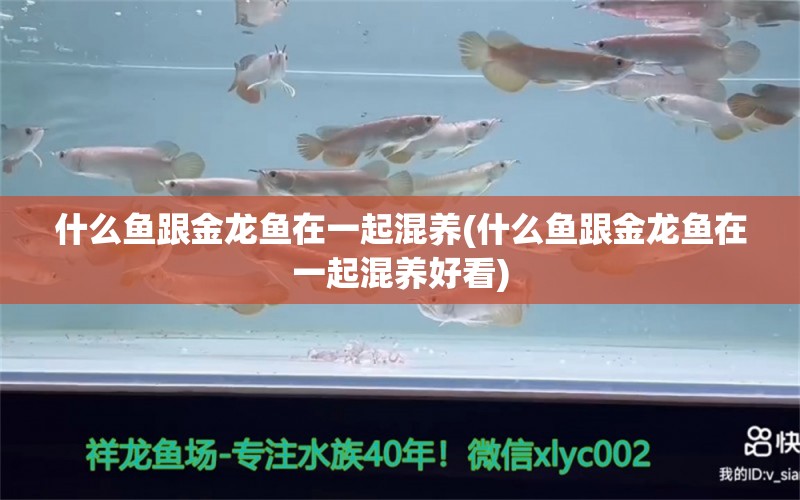 什么魚跟金龍魚在一起混養(yǎng)(什么魚跟金龍魚在一起混養(yǎng)好看) 黃寬帶蝴蝶魚