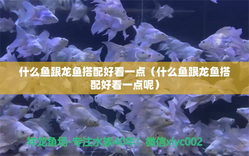 什么魚跟龍魚搭配好看一點（什么魚跟龍魚搭配好看一點呢）