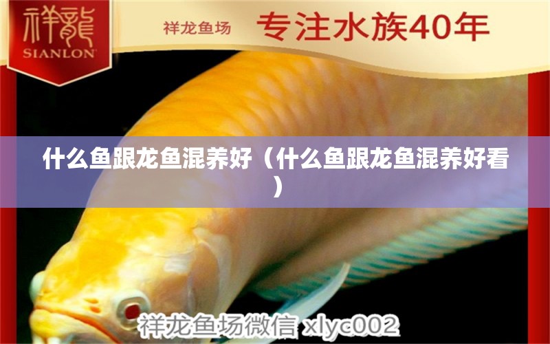 什么魚跟龍魚混養(yǎng)好（什么魚跟龍魚混養(yǎng)好看）