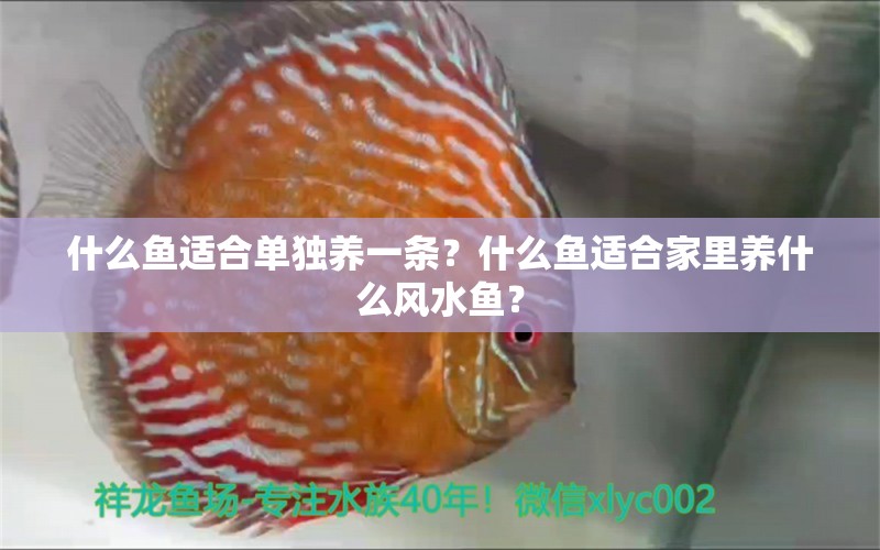 什么魚適合單獨養(yǎng)一條？什么魚適合家里養(yǎng)什么風(fēng)水魚？ 魚缸風(fēng)水