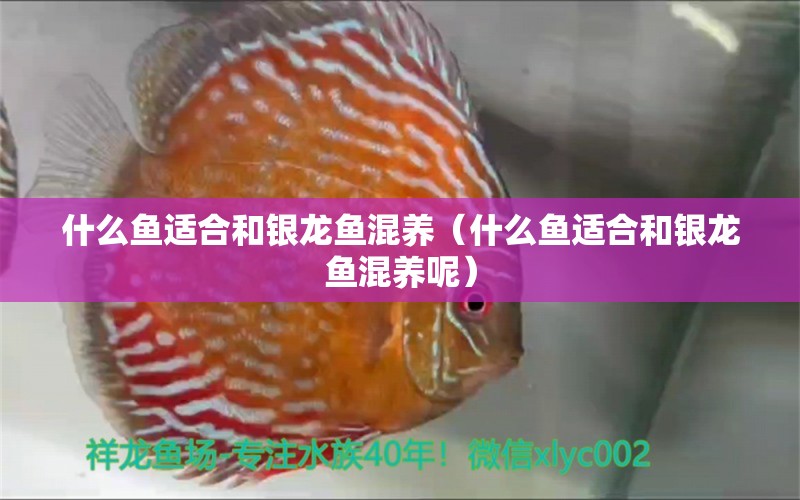 什么魚適合和銀龍魚混養(yǎng)（什么魚適合和銀龍魚混養(yǎng)呢） 銀龍魚