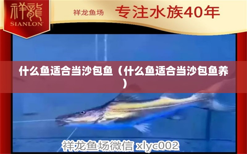 什么魚適合當沙包魚（什么魚適合當沙包魚養(yǎng)）