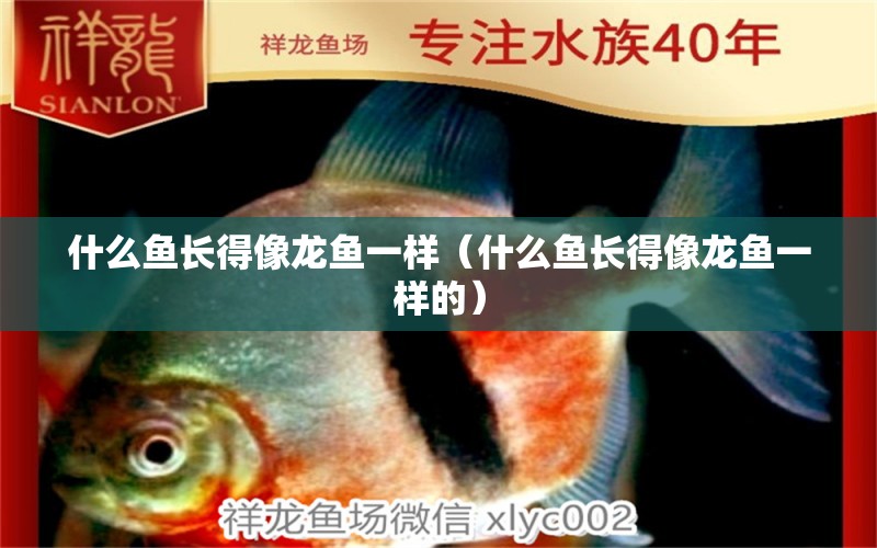 什么魚長得像龍魚一樣（什么魚長得像龍魚一樣的）