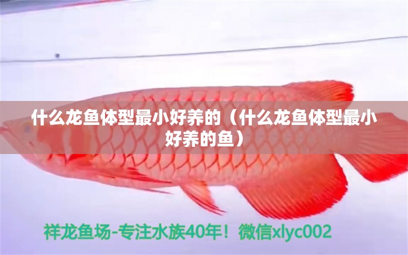 什么龍魚體型最小好養(yǎng)的（什么龍魚體型最小好養(yǎng)的魚）