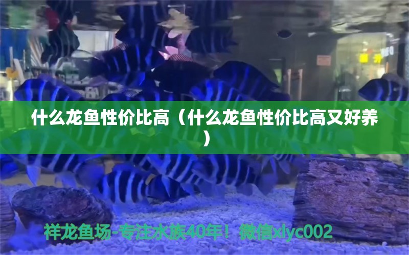 什么龍魚性價比高（什么龍魚性價比高又好養(yǎng)）