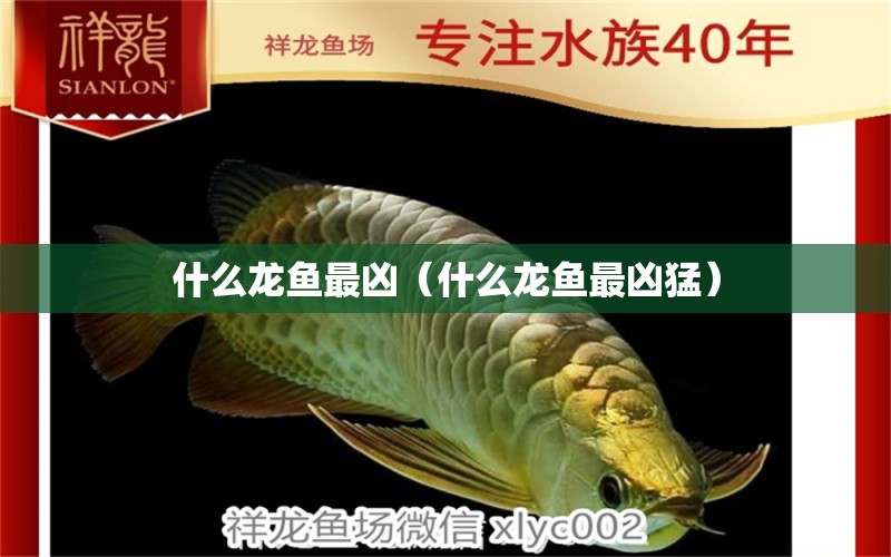 什么龍魚最兇（什么龍魚最兇猛） 廣州龍魚批發(fā)市場