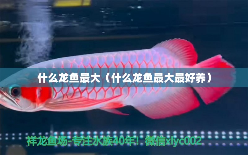 什么龍魚最大（什么龍魚最大最好養(yǎng)）