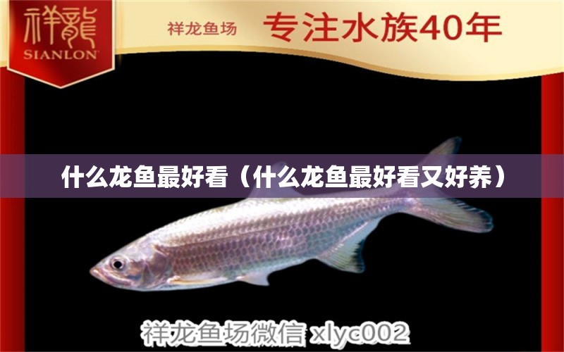 什么龍魚最好看（什么龍魚最好看又好養(yǎng)） 廣州龍魚批發(fā)市場