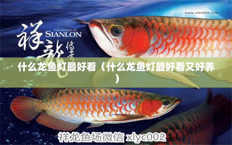 什么龍魚燈最好看（什么龍魚燈最好看又好養(yǎng)）