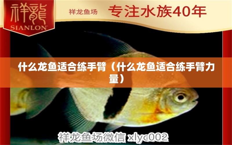 什么龍魚適合練手臂（什么龍魚適合練手臂力量）