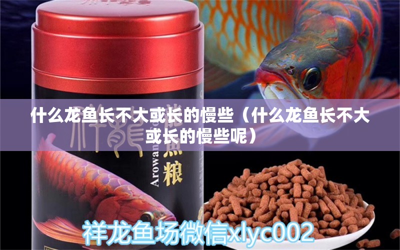 什么龍魚長不大或長的慢些（什么龍魚長不大或長的慢些呢）