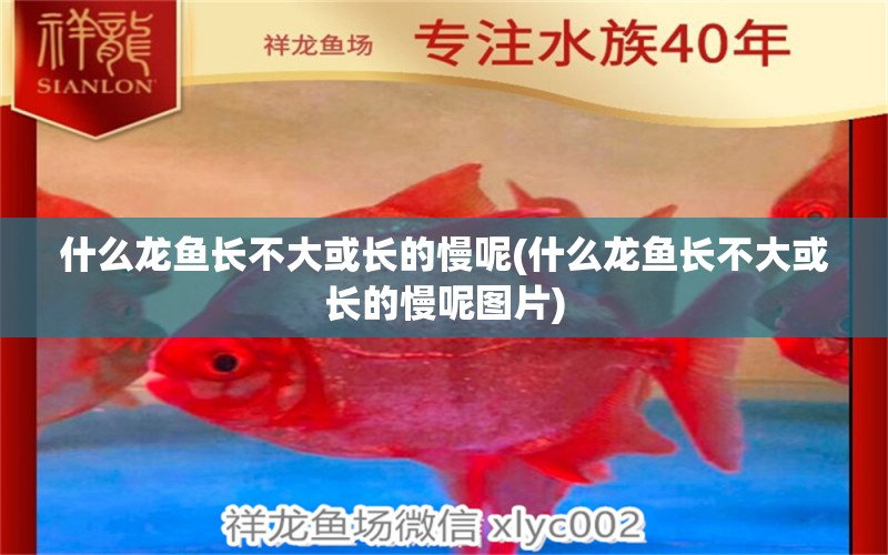 什么龍魚長(zhǎng)不大或長(zhǎng)的慢呢(什么龍魚長(zhǎng)不大或長(zhǎng)的慢呢圖片) 黑帝王魟魚