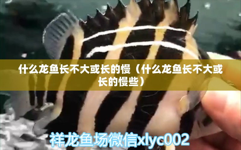 什么龍魚長(zhǎng)不大或長(zhǎng)的慢（什么龍魚長(zhǎng)不大或長(zhǎng)的慢些） 龍魚疾病與治療