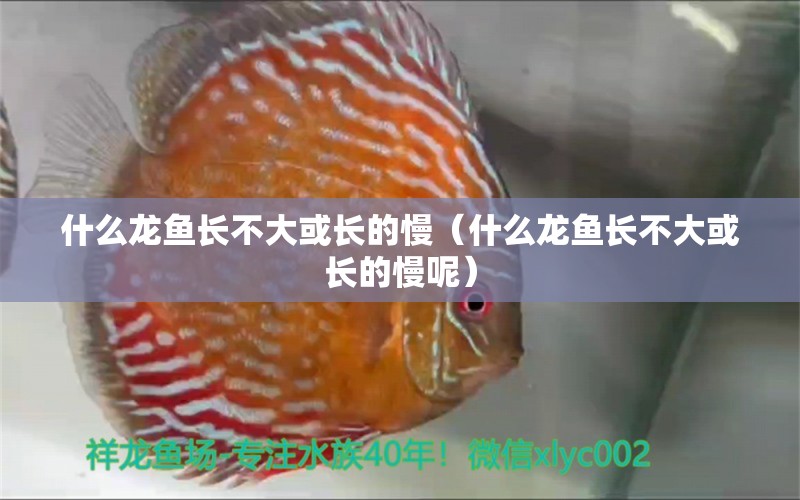 什么龍魚長不大或長的慢（什么龍魚長不大或長的慢呢） 廣州龍魚批發(fā)市場