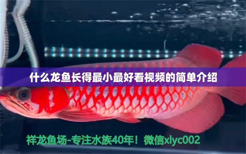 什么龍魚(yú)長(zhǎng)得最小最好看視頻的簡(jiǎn)單介紹 龍魚(yú)疾病與治療