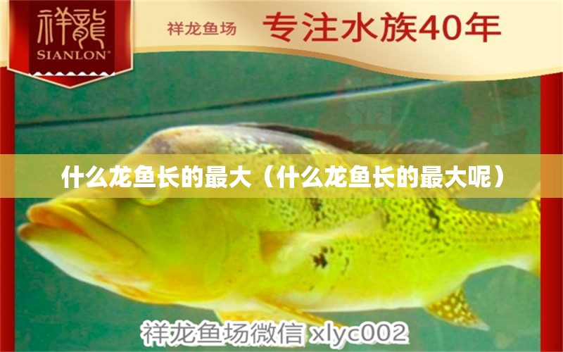 什么龍魚(yú)長(zhǎng)的最大（什么龍魚(yú)長(zhǎng)的最大呢） 龍魚(yú)疾病與治療