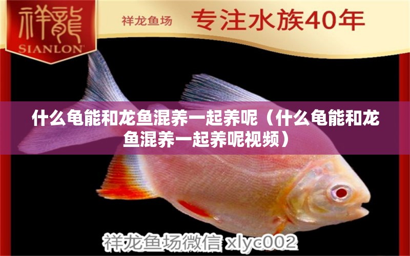 什么龜能和龍魚混養(yǎng)一起養(yǎng)呢（什么龜能和龍魚混養(yǎng)一起養(yǎng)呢視頻） 烏龜