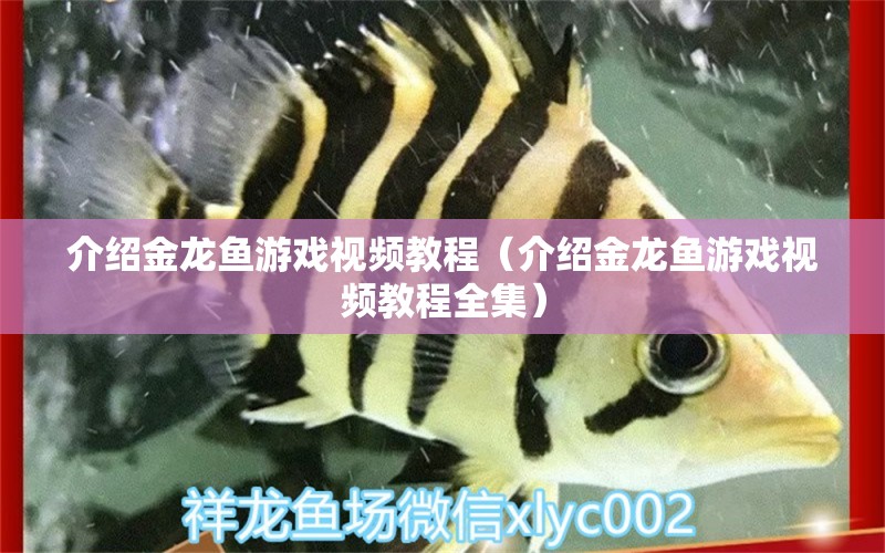 介紹金龍魚(yú)游戲視頻教程（介紹金龍魚(yú)游戲視頻教程全集） 祥龍魚(yú)場(chǎng)