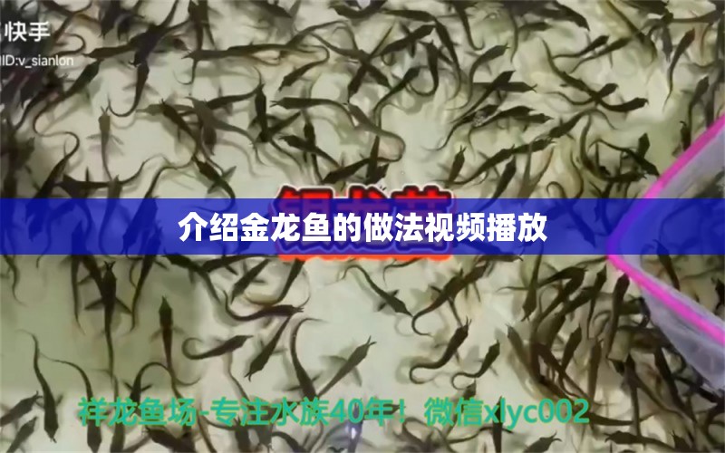 介紹金龍魚的做法視頻播放 祥龍魚場