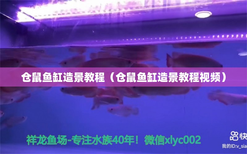 倉鼠魚缸造景教程（倉鼠魚缸造景教程視頻）