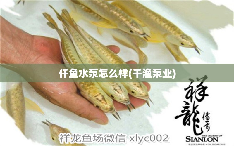 仟魚(yú)水泵怎么樣(千漁泵業(yè)) 新加坡號(hào)半紅龍魚(yú)（練手級(jí)紅龍魚(yú)）