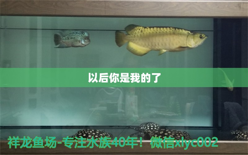 以后你是我的了 紅龍福龍魚