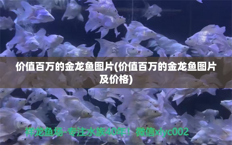 價值百萬的金龍魚圖片(價值百萬的金龍魚圖片及價格) ?；?異型虎魚/純色虎魚