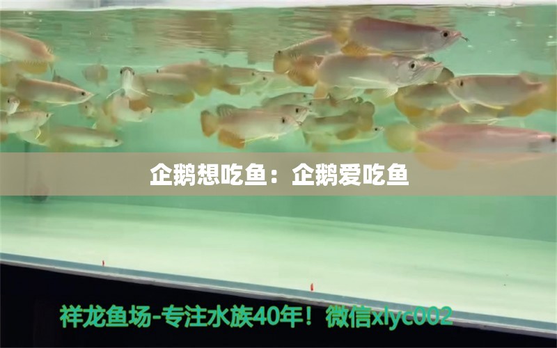 企鵝想吃魚：企鵝愛吃魚