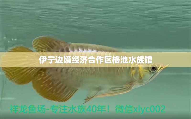 伊寧邊境經(jīng)濟(jì)合作區(qū)格池水族館