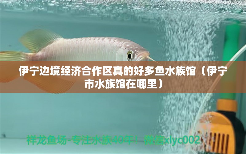 伊寧邊境經(jīng)濟合作區(qū)真的好多魚水族館（伊寧市水族館在哪里）